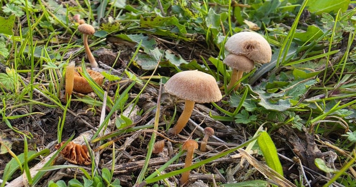 Autumn fungi and grassland — biodiversity at The Ferals, Dorset