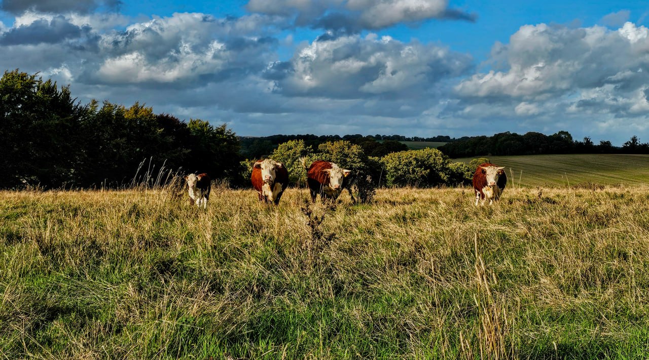 Hereford cattle grazing in species-rich grassland at The Ferals habitat bank, Tarrant Keyneston, Dorset